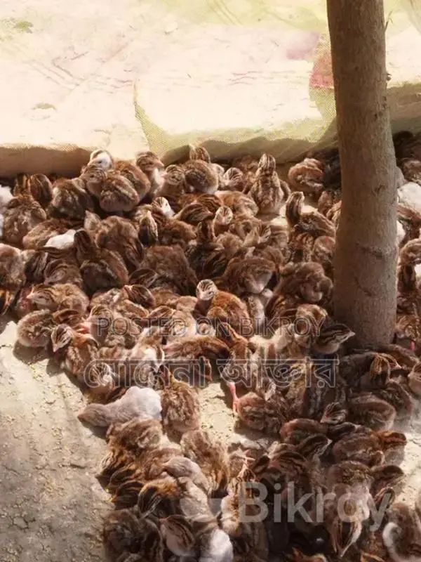 তিথি পাখির ডিম বিক্রি করবো কারো লাগলে যোগাযোগ করুন