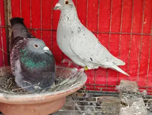 Pigeons for Sale