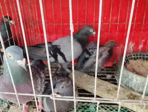 কবুতর for Sale