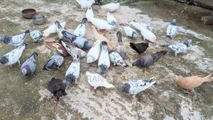 ফ্রেশ রানিং কবুতর