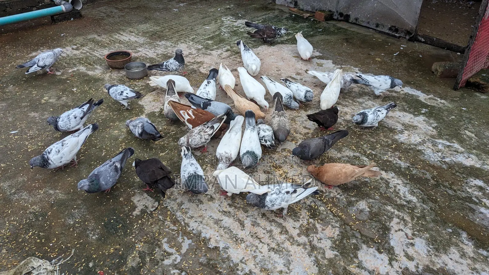 ফ্রেশ রানিং কবুতর