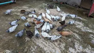 ফ্রেশ রানিং কবুতর