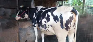 High-Quality Cow No. 996