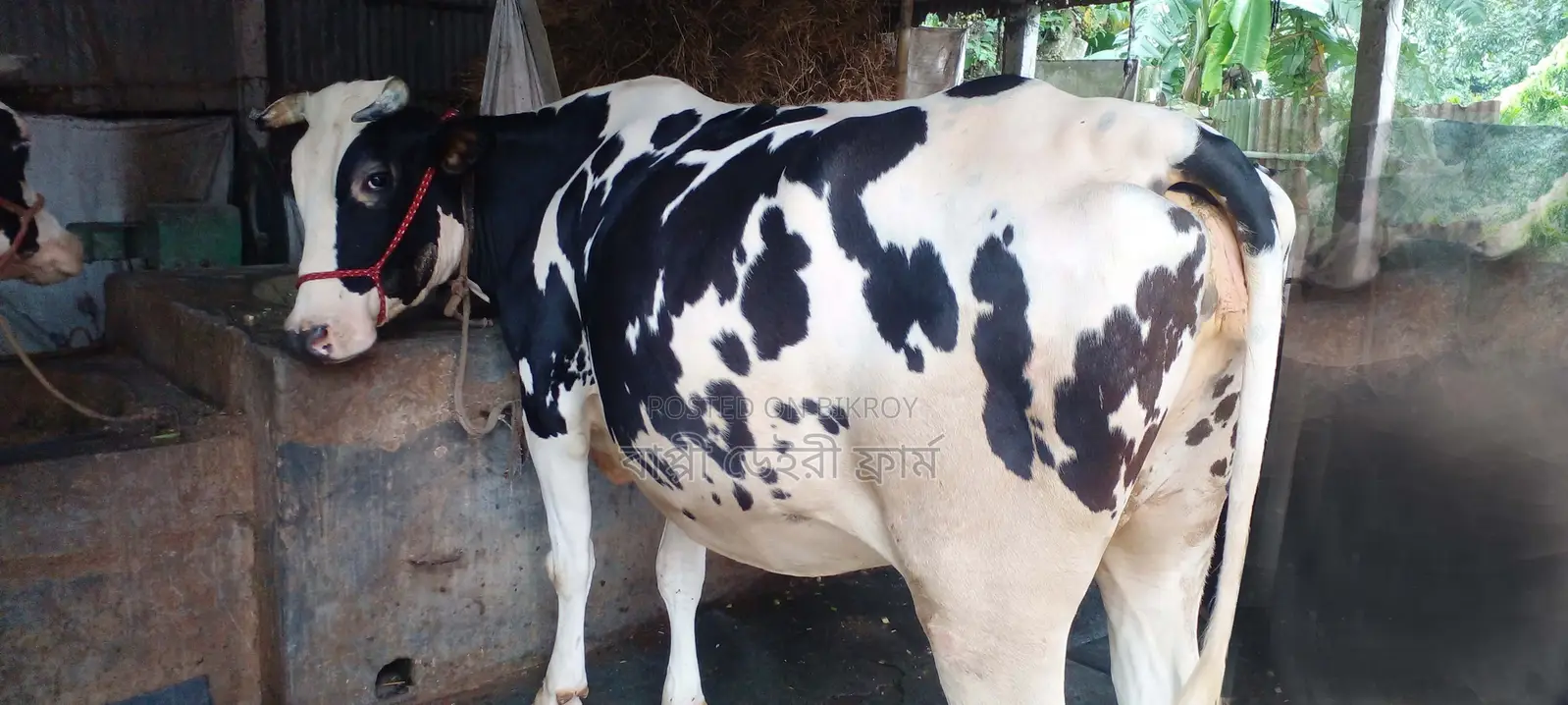 High-Quality Cow No. 996