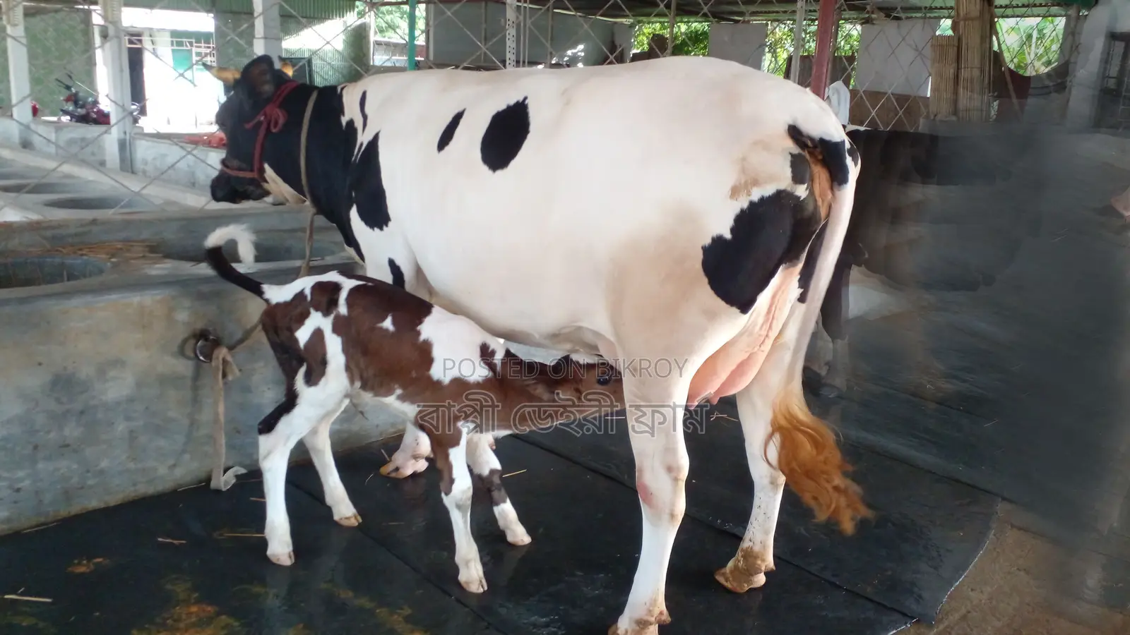 ৯৯৯ নং উন্নত জাতের গাভী গরু ।