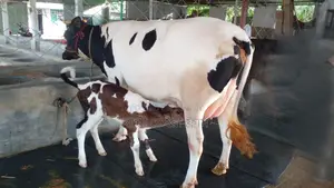 ৯৯৯ নং উন্নত জাতের গাভী গরু ।