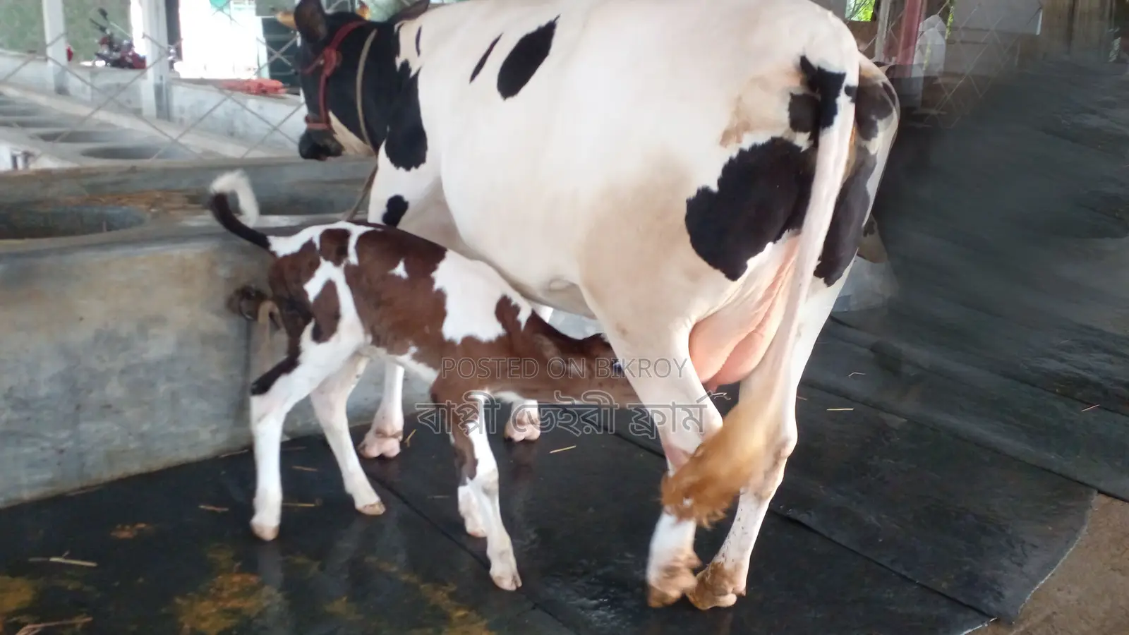 ৯৯৯ নং উন্নত জাতের গাভী গরু ।