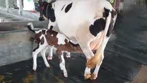 ৯৯৯ নং উন্নত জাতের গাভী গরু ।