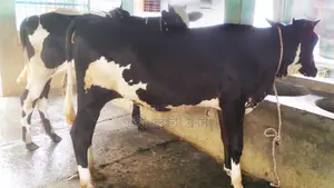 ১০০০নং উন্নত জাতের ৩টি বকনা বিক্রয় হবে।