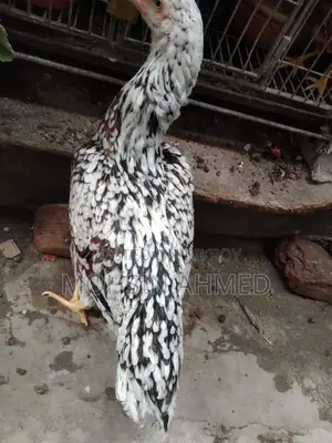 Indian Asil Fighter Chicken