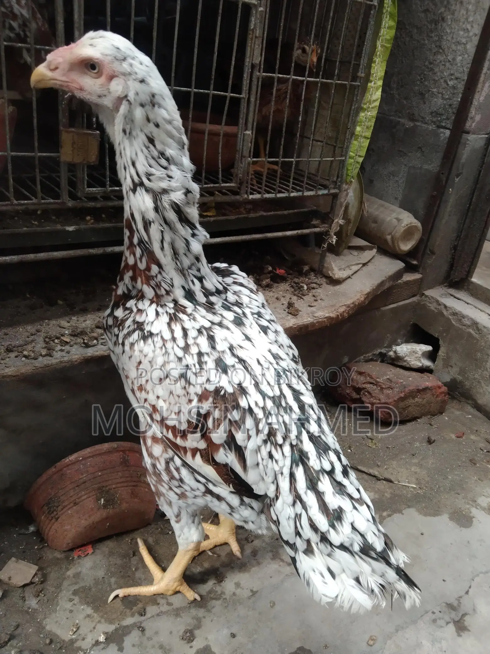 Indian Asil Fighter Chicken