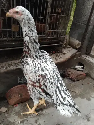 Indian Asil Fighter Chicken