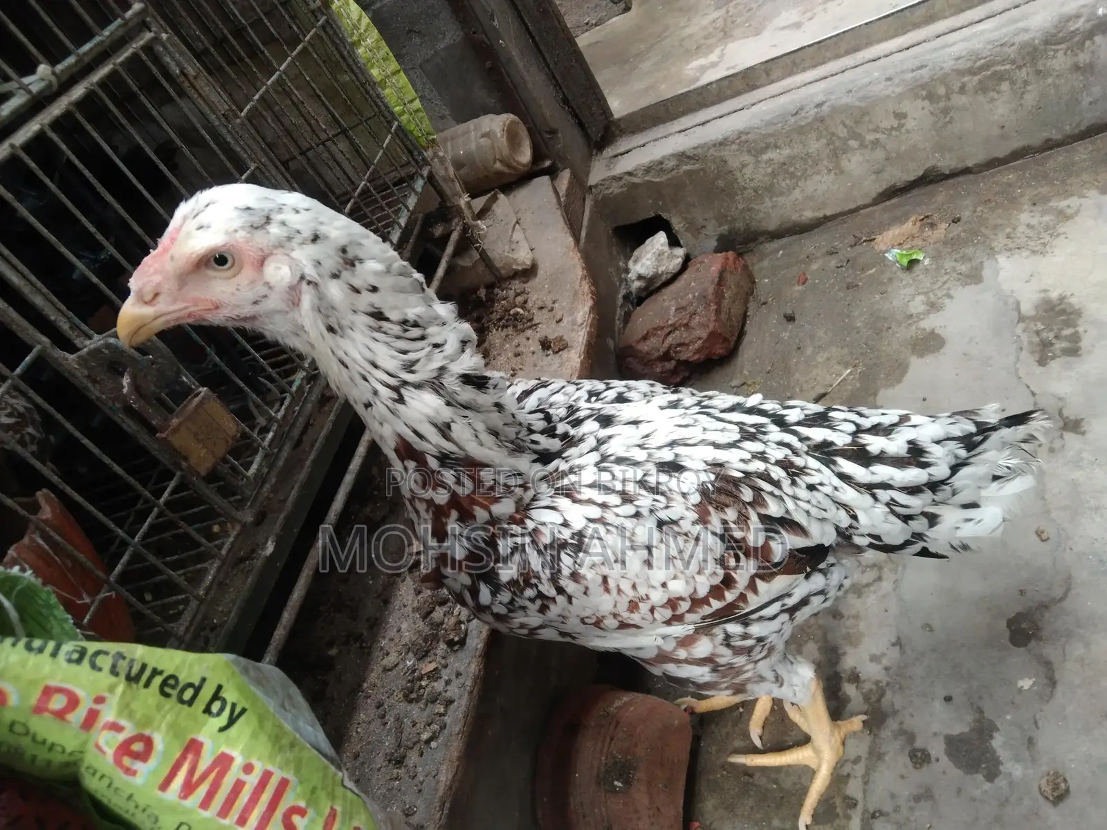 Indian Asil Fighter Chicken