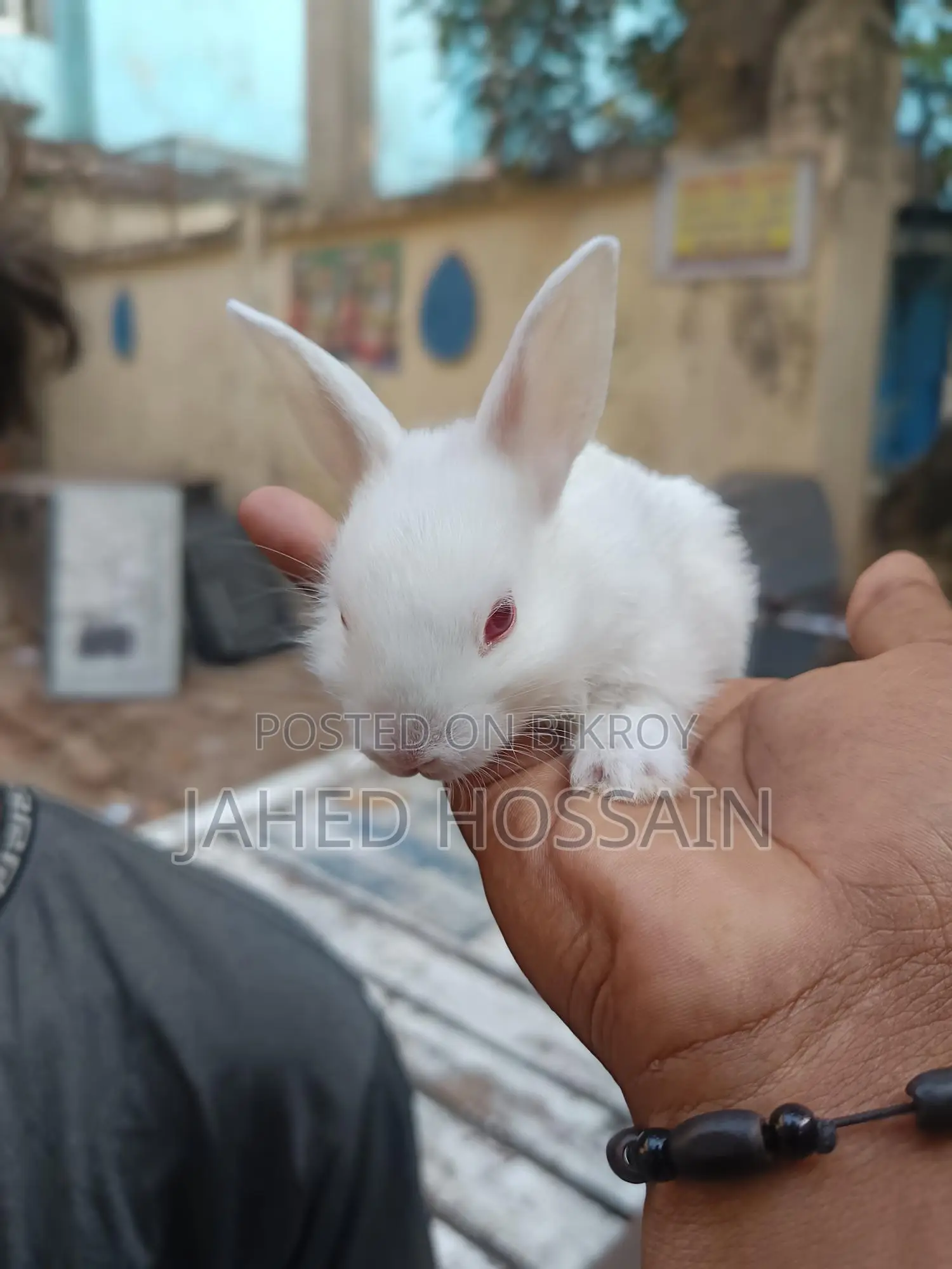 Rabbit