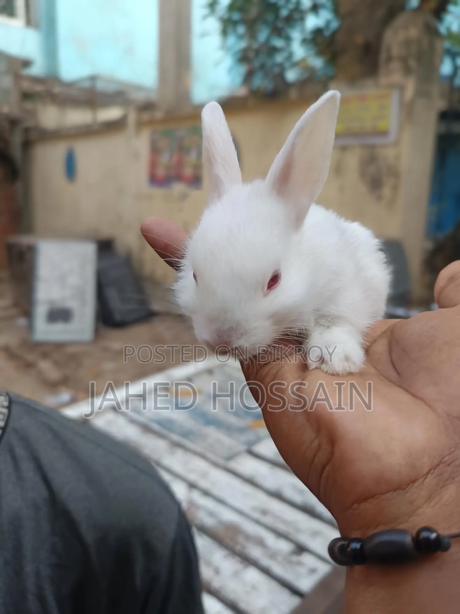Rabbit