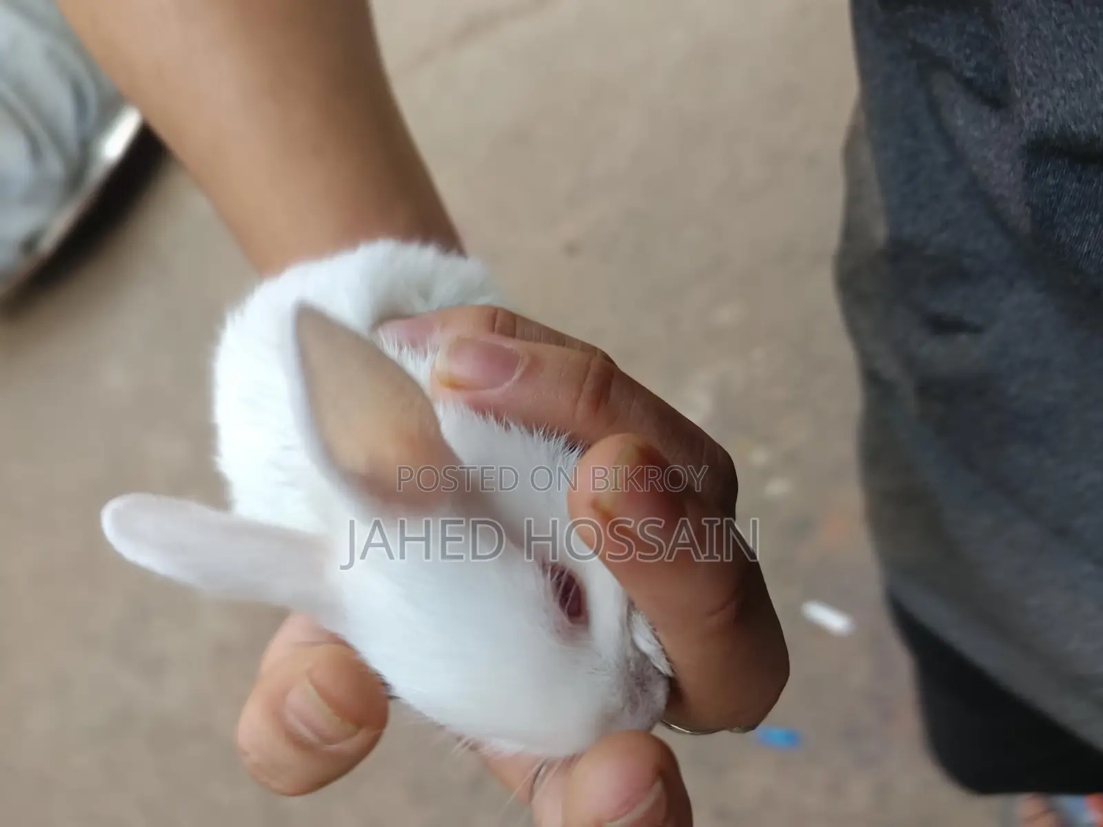 Rabbit