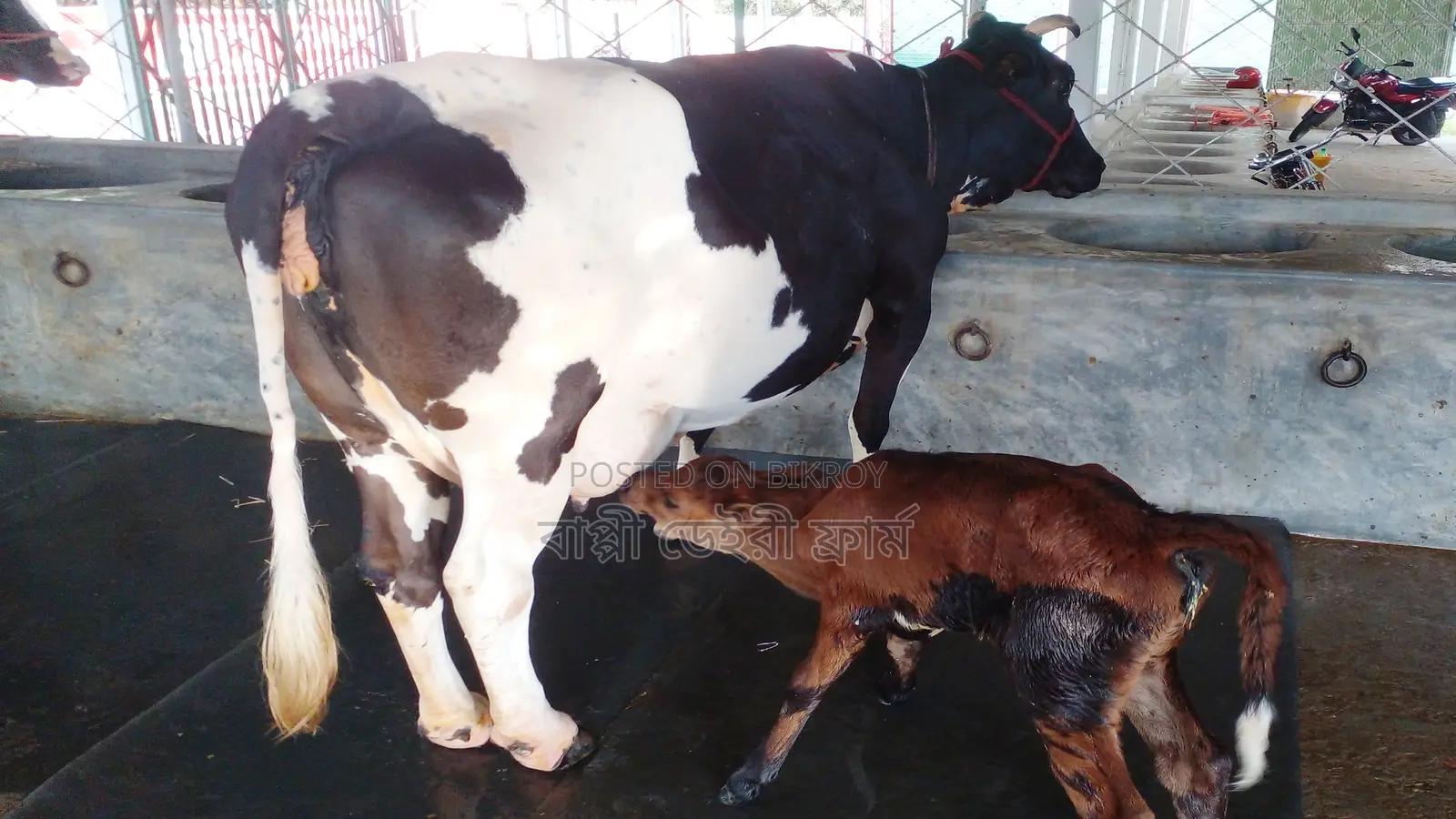 ৯৯৮ নং উন্নত জাতের গাভী বিক্রয় হবে।