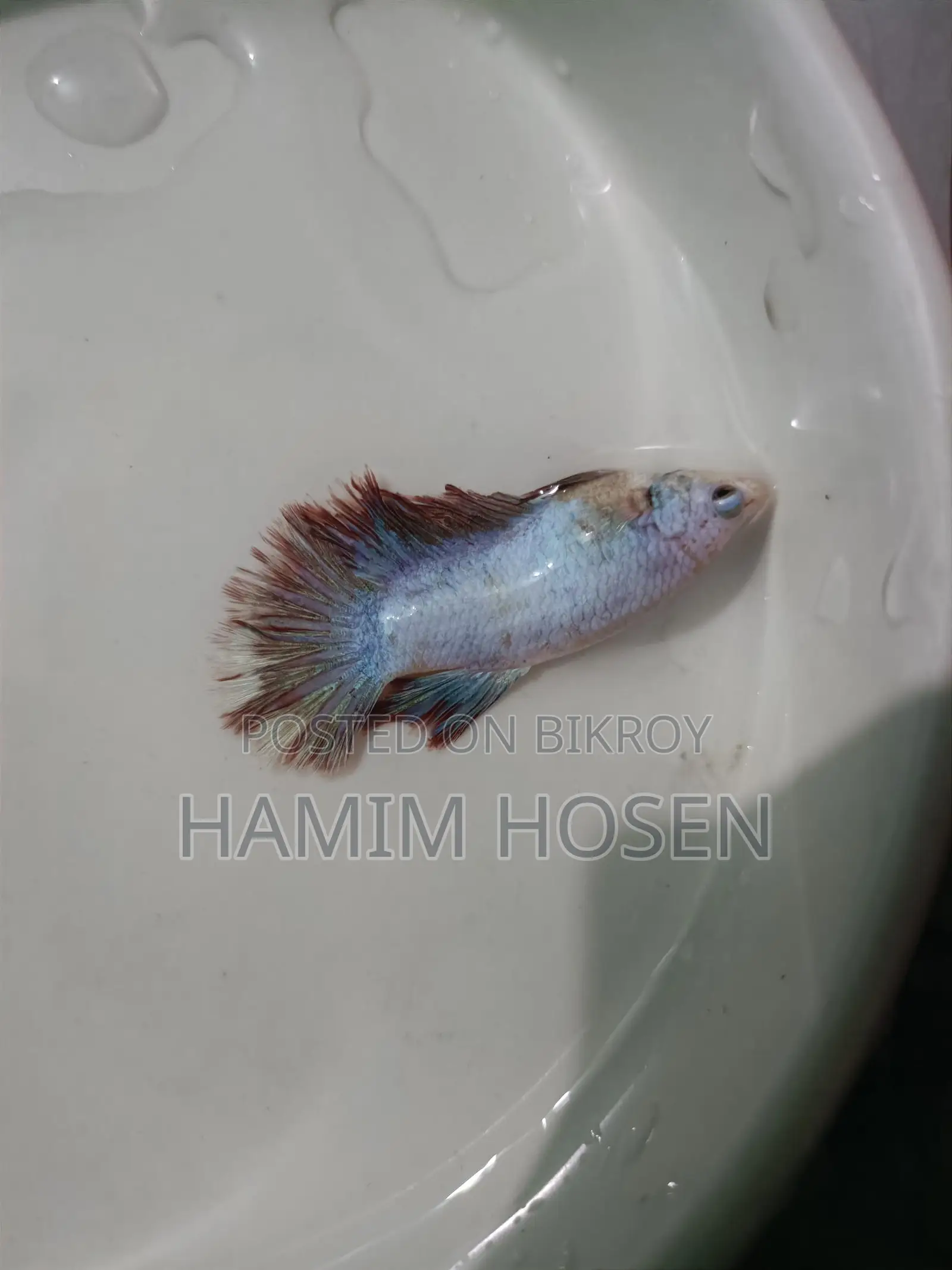 Batta Fish