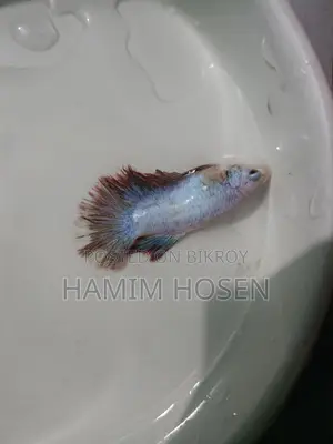 Batta Fish
