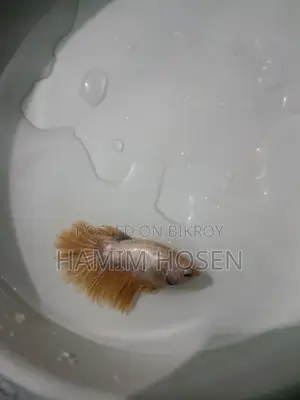 Batta Fish