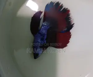 Batta Fish