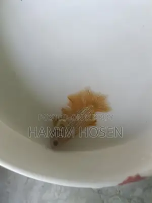 Batta Fish