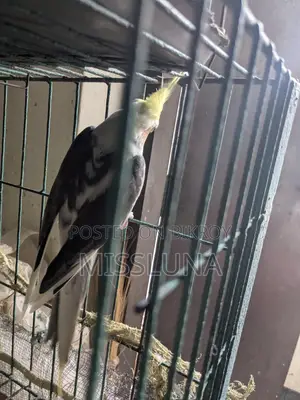 Two Male Cockatiel Birds