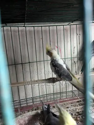 Two Male Cockatiel Birds