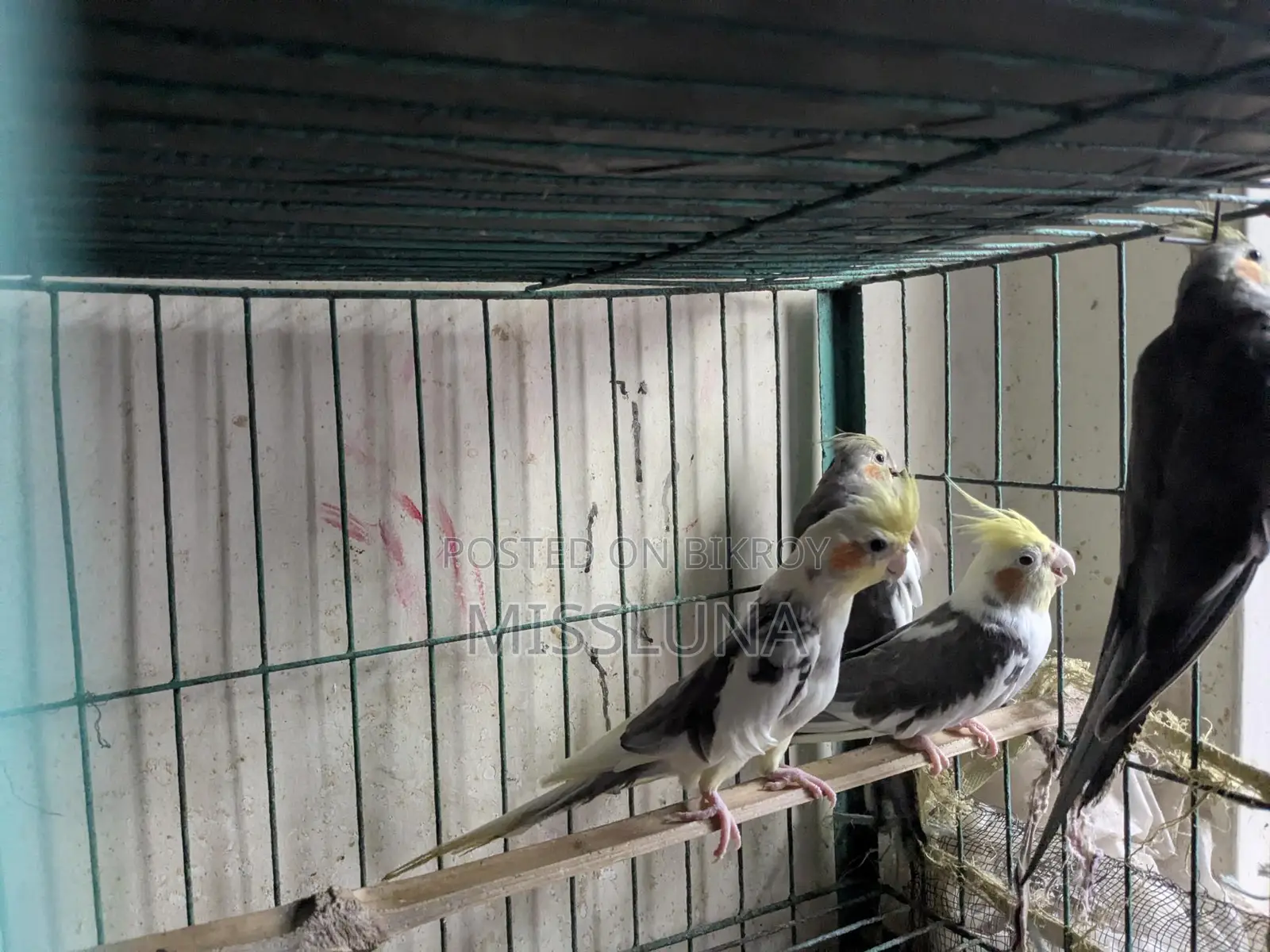 Two Male Cockatiel Birds