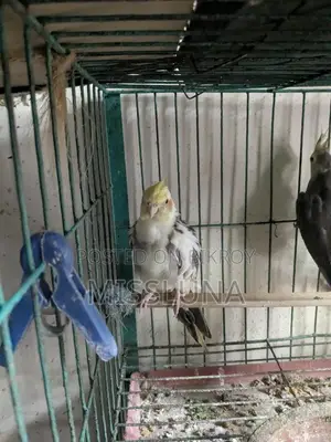 Two Male Cockatiel Birds