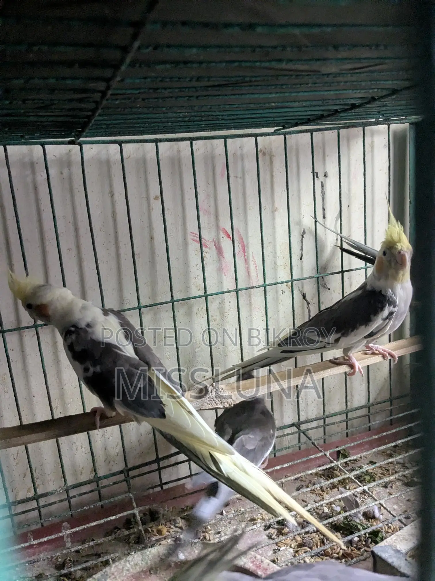 Two Male Cockatiel Birds