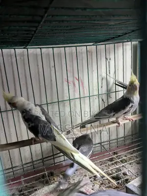 Two Male Cockatiel Birds