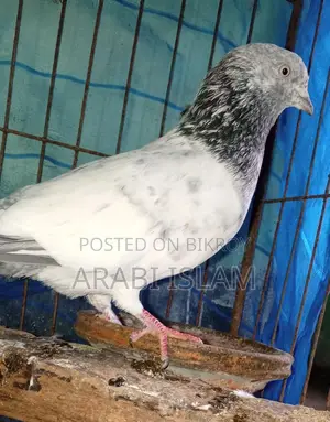 ২পিচ গ্রিবাচ কবুতর বিক্রি হবে