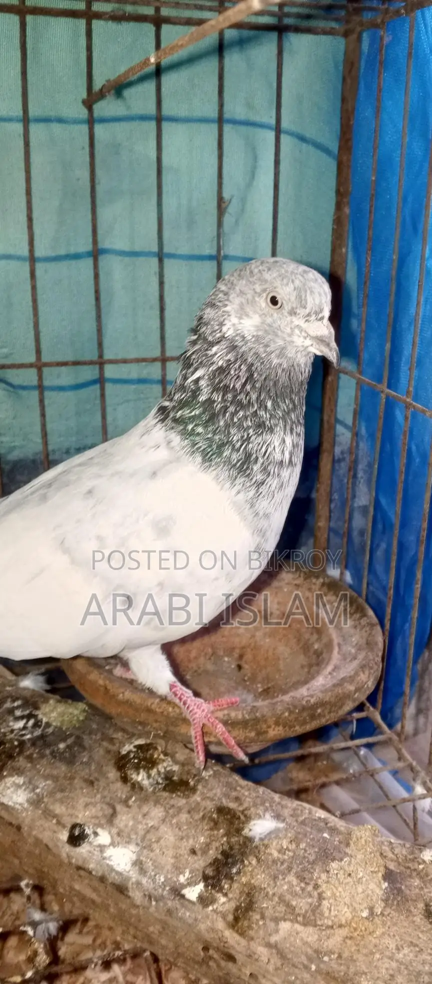 ২পিচ গ্রিবাচ কবুতর বিক্রি হবে