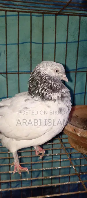 ২পিচ গ্রিবাচ কবুতর বিক্রি হবে