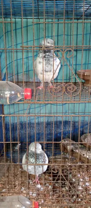 ২পিচ গ্রিবাচ কবুতর বিক্রি হবে