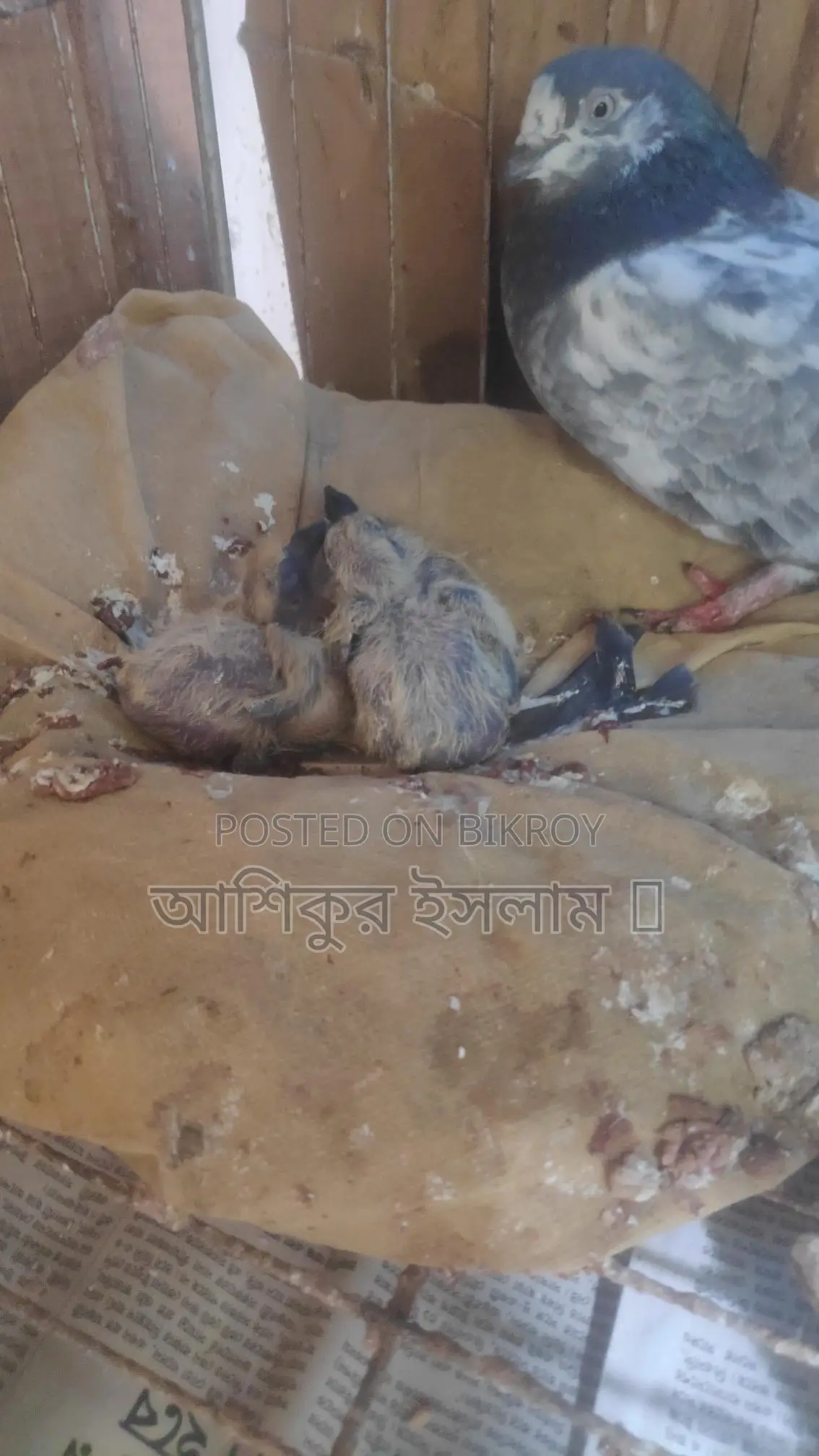 A pair of Giribaz pigeons with chicks