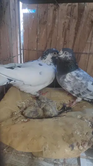 A pair of Giribaz pigeons with chicks