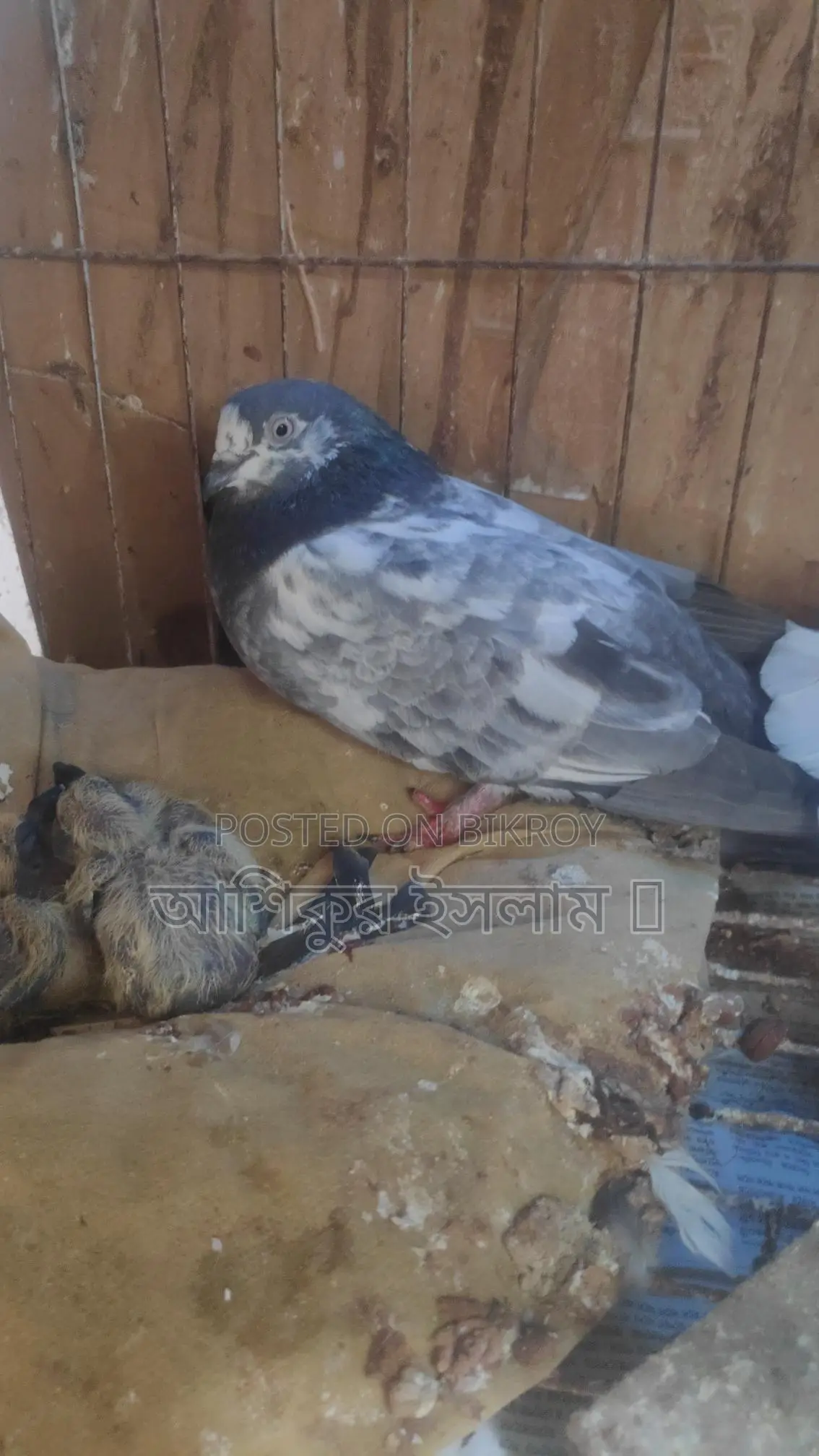 A pair of Giribaz pigeons with chicks