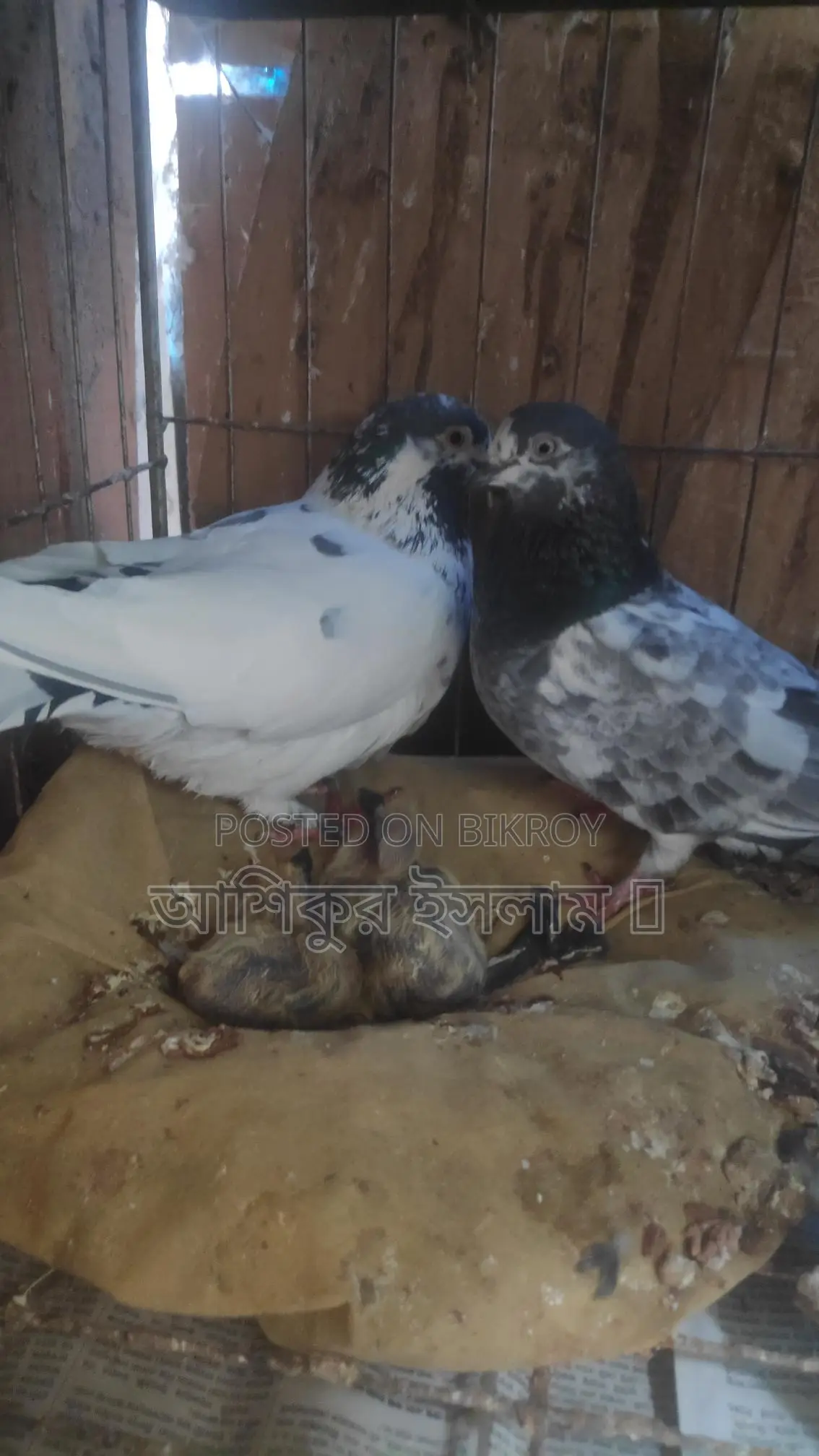 A pair of Giribaz pigeons with chicks