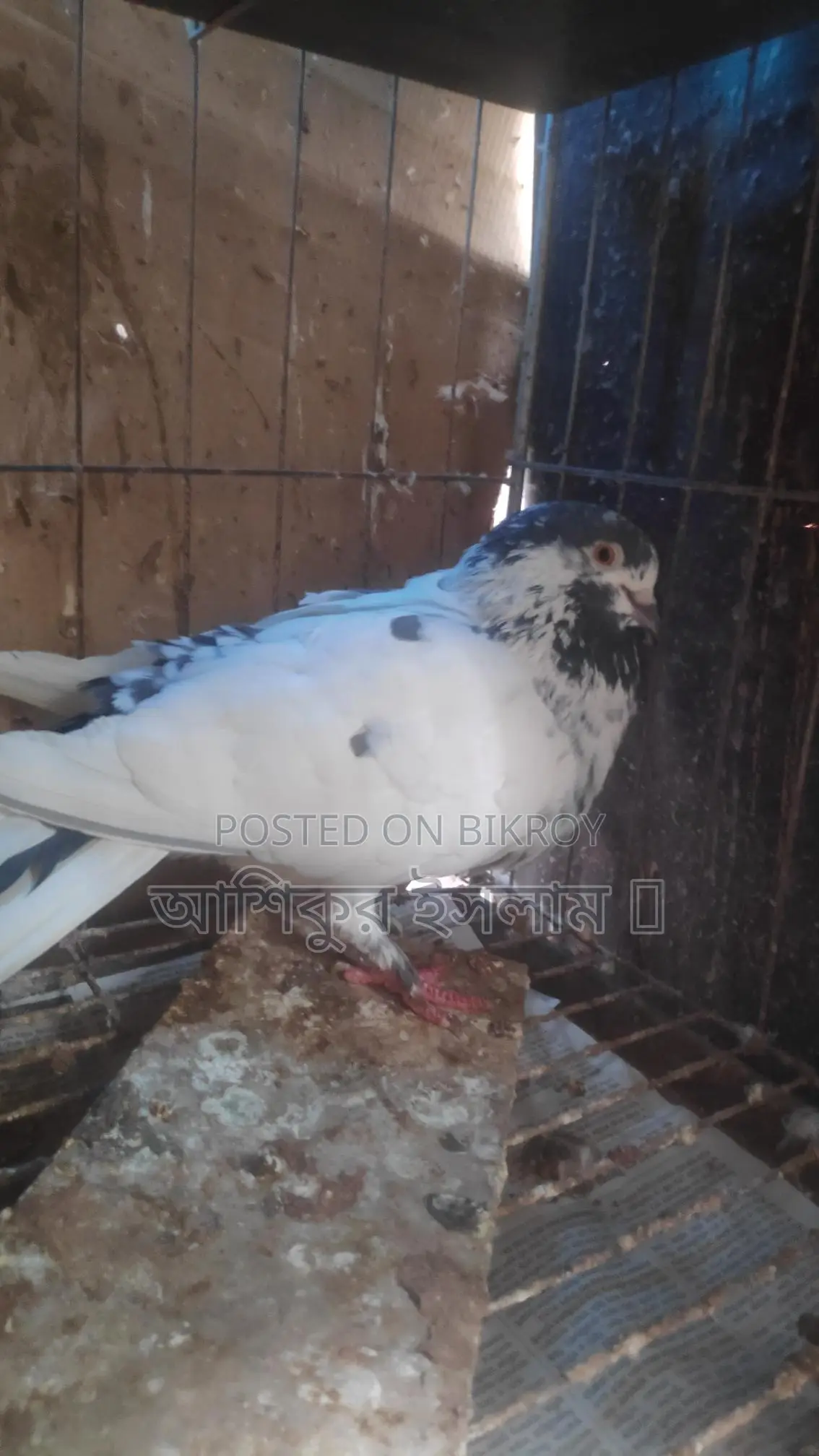 A pair of Giribaz pigeons with chicks