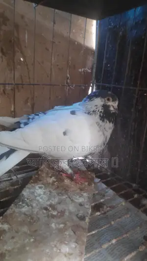 A pair of Giribaz pigeons with chicks