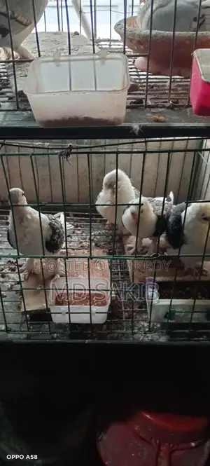 সাটিং কবুতরের বাচ্চা ৫ পিস আছে