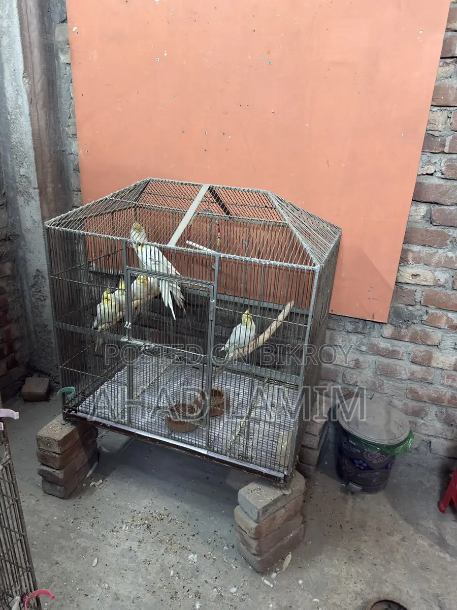 পাখির খাঁচা, খাঁচা