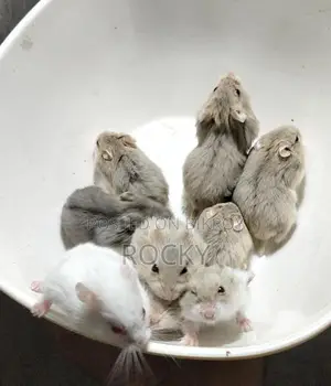 Dwarf Campbell Hamster Tame Size Baby