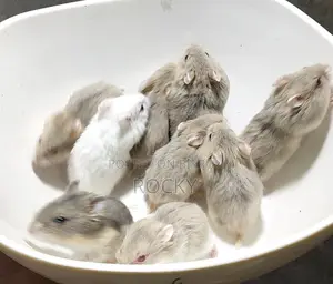 Dwarf Campbell Hamster Tame Size Baby