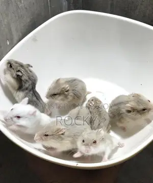 Dwarf Campbell Hamster Tame Size Baby