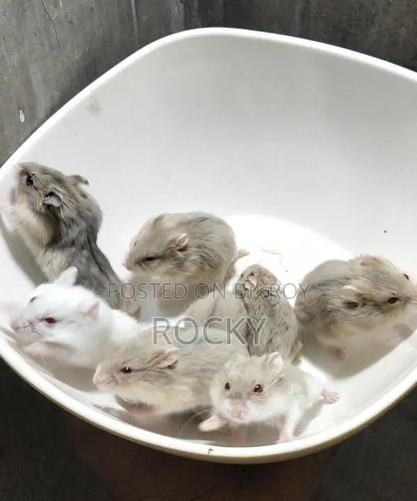 Dwarf Campbell Hamster Tame Size Baby