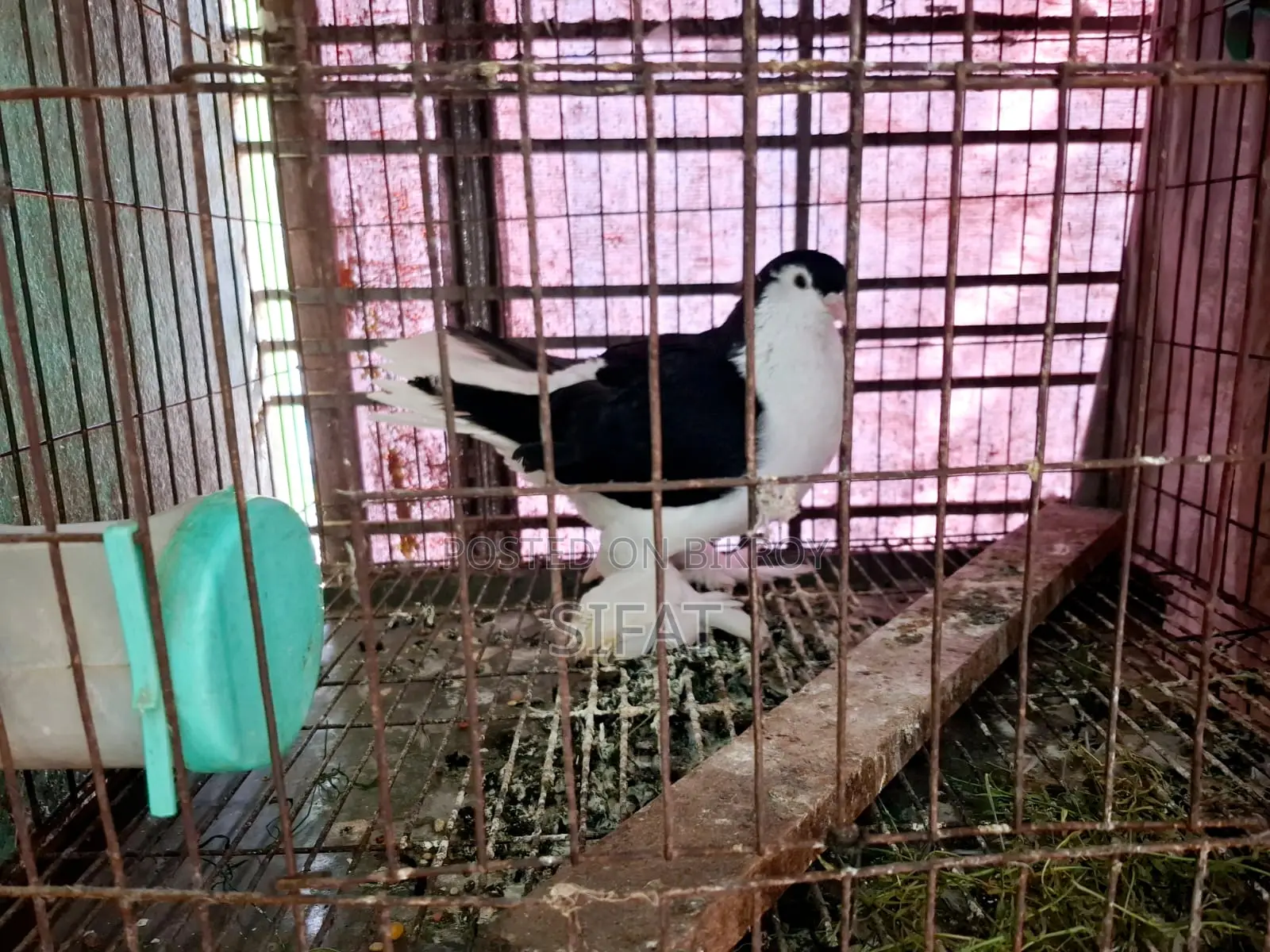 লাহুরি সিঙ্গেল নর