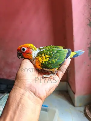 সান কুনুর বেবি এবং ব্লু রিংনেক